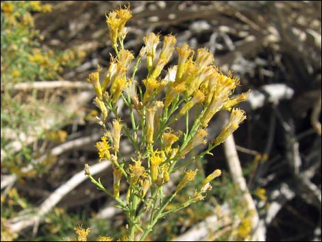 Mojave Rabbitbrush (Ericameria paniculata)