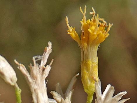 Mojave Rabbitbrush (Ericameria paniculata)