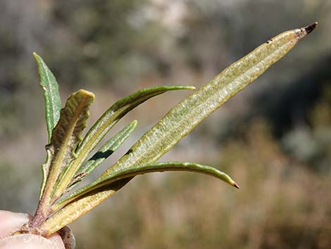 Narrow-leaved Yerba Santa (Eriodictyon angustifolium)