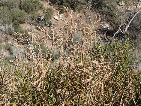 Narrow-leaved Yerba Santa (Eriodictyon angustifolium)