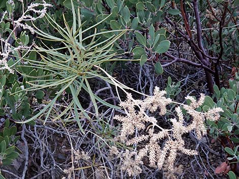 Narrow-leaved Yerba Santa (Eriodictyon angustifolium)