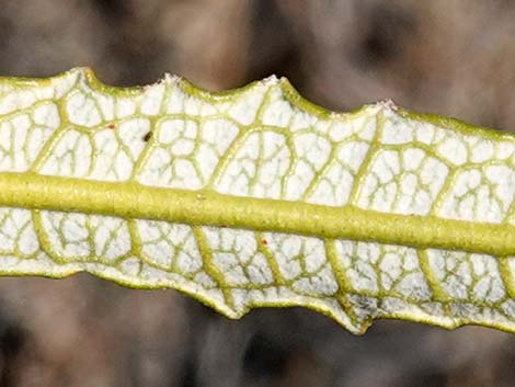 Narrow-leaved Yerba Santa (Eriodictyon angustifolium)