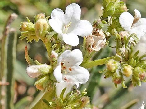 Narrow-leaved Yerba Santa (Eriodictyon angustifolium)