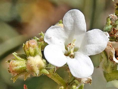 Narrow-leaved Yerba Santa (Eriodictyon angustifolium)