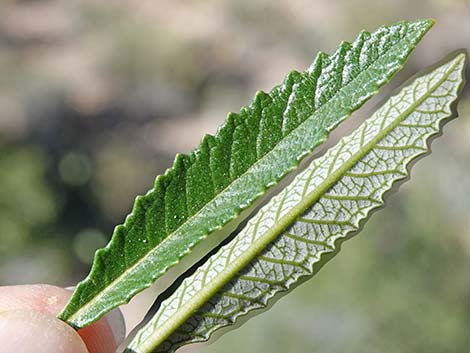 Narrow-leaved Yerba Santa (Eriodictyon angustifolium)