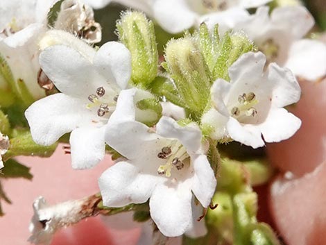 Narrow-leaved Yerba Santa (Eriodictyon angustifolium)