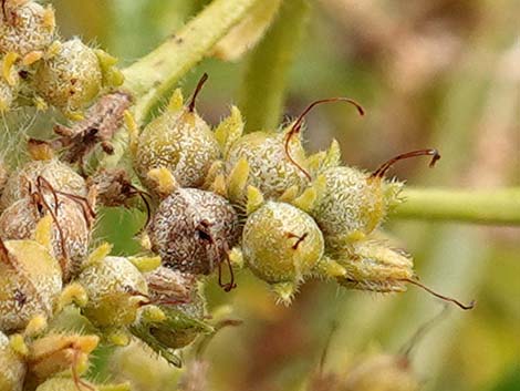 Narrow-leaved Yerba Santa (Eriodictyon angustifolium)