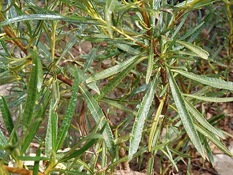 Narrow-leaved Yerba Santa (Eriodictyon angustifolium)