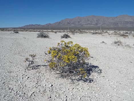 Aliente Loop Trail