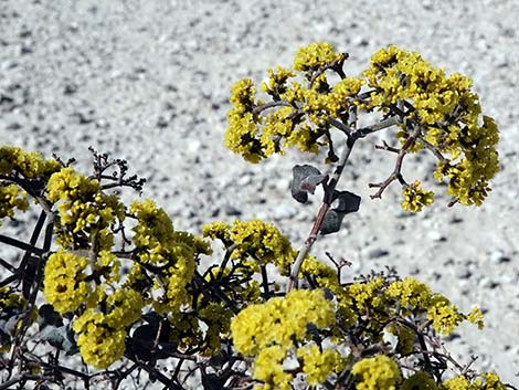 Las Vegas Buckwheat (Eriogonum corymbosum)