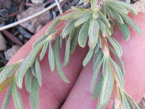 Eastern Mojave Buckwheat (Eriogonum fasciculatum var polifolium)