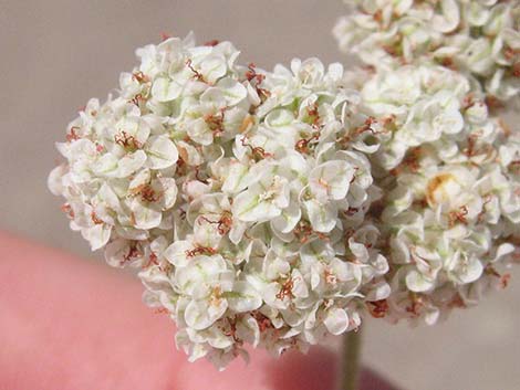 Eastern Mojave Buckwheat (Eriogonum fasciculatum var polifolium)