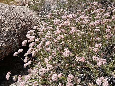 Eastern Mojave Buckwheat (Eriogonum fasciculatum var polifolium)