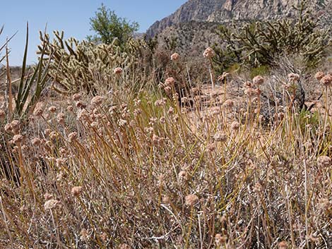 Eastern Mojave Buckwheat (Eriogonum fasciculatum var polifolium)