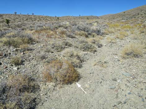 Smooth Heermann's Buckwheat (Eriogonum heermannii var. argense)