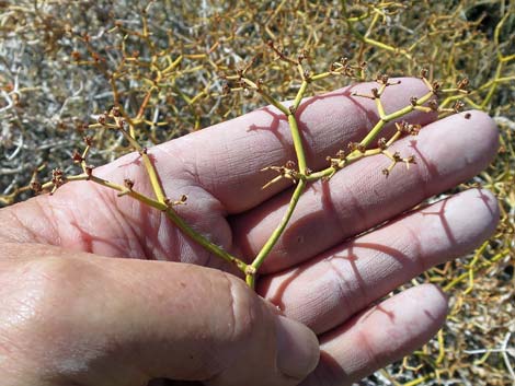 Smooth Heermann's Buckwheat (Eriogonum heermannii var. argense)