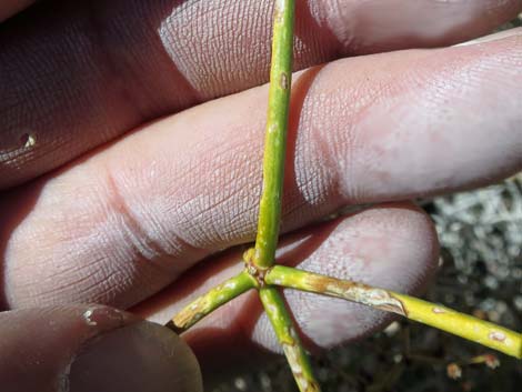 Smooth Heermann's Buckwheat (Eriogonum heermannii var. argense)