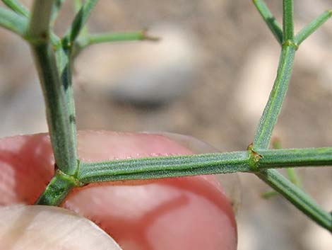 Grooved Heermann's Buckwheat (Eriogonum heermannii var. sulcatum)