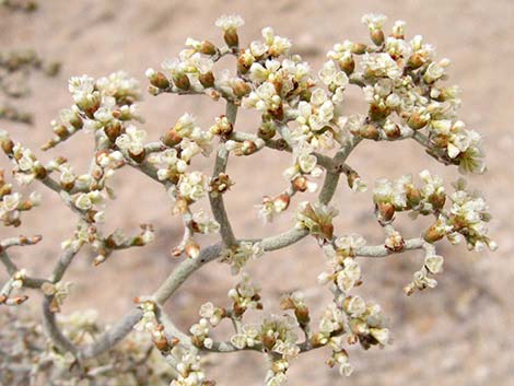 Yucca Buckwheat (Eriogonum plumatella)