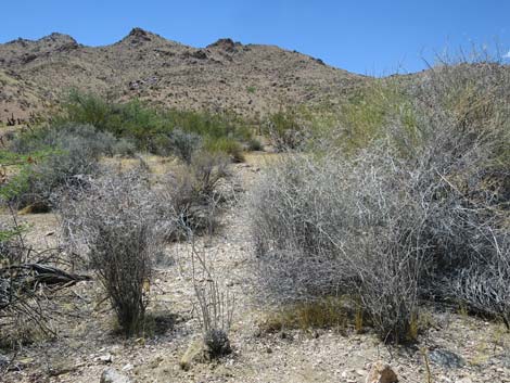 Yucca Buckwheat (Eriogonum plumatella)