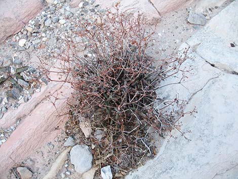 Shrub Buckwheats (Eriogonum)