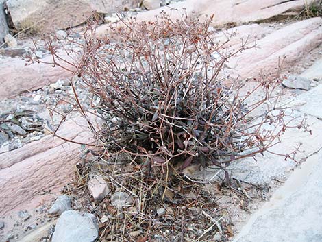 Shrub Buckwheats (Eriogonum)