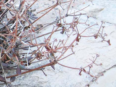 Shrub Buckwheats (Eriogonum)