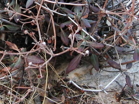 Shrub Buckwheats (Eriogonum)