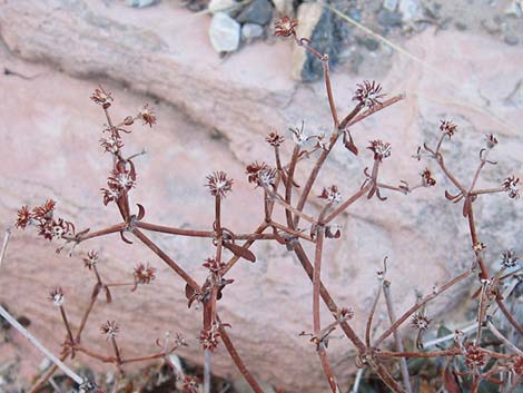Shrub Buckwheats (Eriogonum)