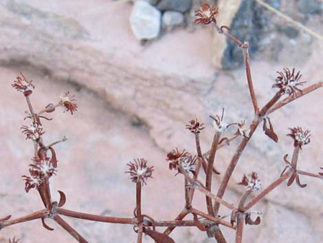 Shrub Buckwheats (Eriogonum)