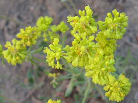 Sulphur-flower Buckwheat (Eriogonum umbellatum)