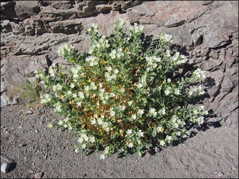 Desert Stingbush (Eucnide urens)