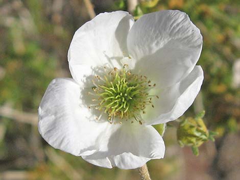 Apache Plume (Fallugia paradoxa)