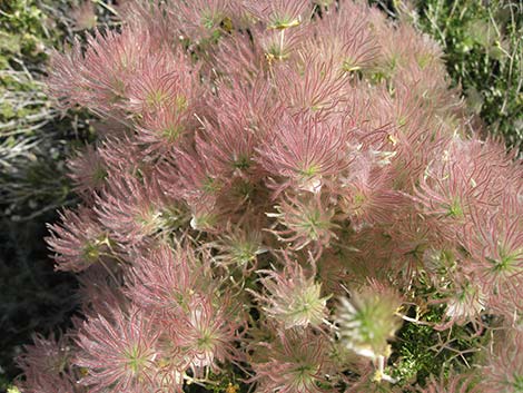 Apache Plume (Fallugia paradoxa)