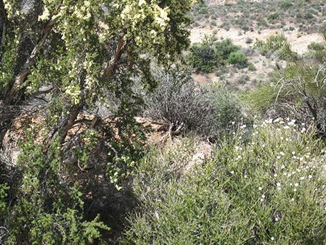 Apache Plume (Fallugia paradoxa)