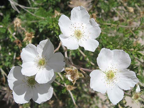 Apache Plume (Fallugia paradoxa)