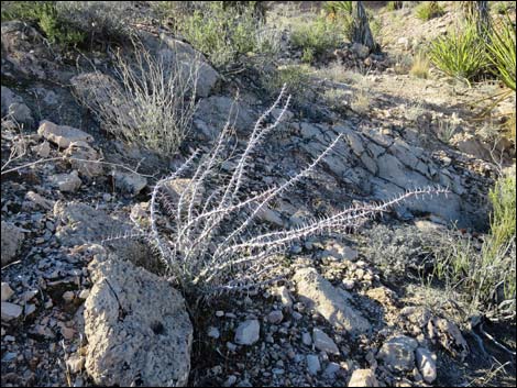 Ocotillo (Fouquieria splendens)