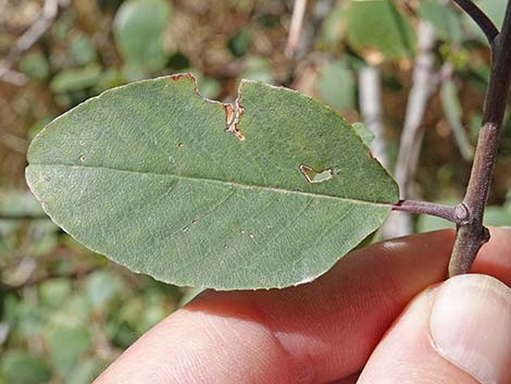 California Coffeeberry (Frangula californica)