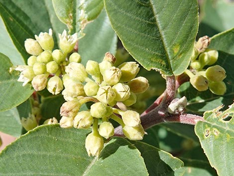 California Coffeeberry (Frangula californica)