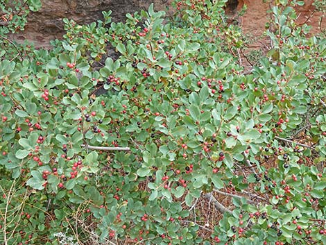 California Coffeeberry (Frangula californica)