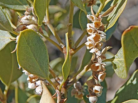 Ashy Silktassel (Garrya flavescens)