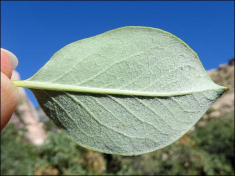 Ashy Silktassel (Garrya flavescens)