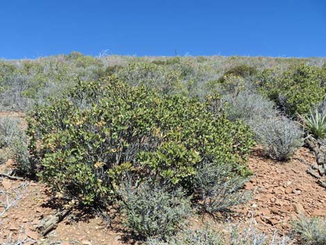 Ashy Silktassel (Garrya flavescens)