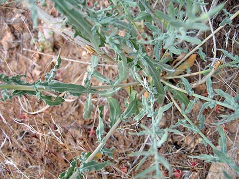 Scarlet Beeblossom (Oenothera suffrutescens)