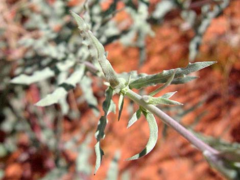 Scarlet Beeblossom (Oenothera suffrutescens)