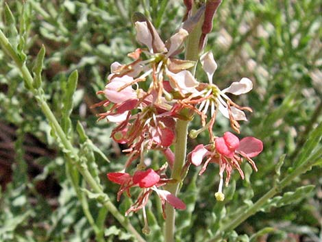 Scarlet Beeblossom (Oenothera suffrutescens)