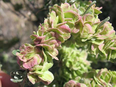 Spiny Hopsage (Grayia spinosa)