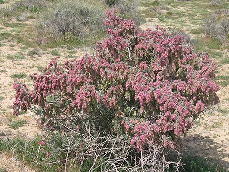 Spiny Hopsage (Grayia spinosa)