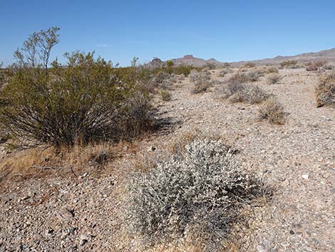 Spiny Hopsage (Grayia spinosa)