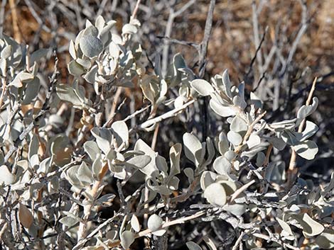 Spiny Hopsage (Grayia spinosa)